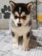 Pomsky Puppies for sale in Shipshewana, IN 46565, USA. price: $500