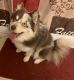 Pomsky Puppies for sale in New York, NY, USA. price: $3,000