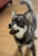 Pomsky Puppies for sale in Knoxville, TN, USA. price: $2,000
