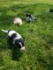 Pomsky Puppies for sale in Siloam Springs, AR, USA. price: NA