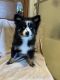 Pomsky Puppies for sale in Finlayson, MN 55735, USA. price: $1,300