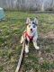 Pomsky Puppies for sale in Monroe Township, NJ 08831, USA. price: $1,800