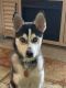Pomsky Puppies for sale in Dover, PA 17315, USA. price: $800