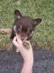 Pomsky Puppies for sale in Elkins, WV 26241, USA. price: NA