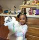Pomsky Puppies for sale in 2019 NW 16th St, Oklahoma City, OK 73106, USA. price: $500