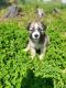 Pomsky Puppies for sale in Independence, MO, USA. price: $1,500