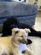 Pomsky Puppies for sale in Webster, TX, USA. price: NA