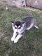 Pomsky Puppies for sale in St Paul, MN, USA. price: $1,200