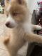 Pomsky Puppies for sale in Miami, FL, USA. price: $5,700