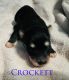 Pomsky Puppies for sale in Elizabethtown, KY 42701, USA. price: $3,000