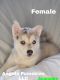 Pomsky Puppies for sale in Mounds View, MN 55112, USA. price: $2,500
