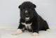 Pomsky Puppies for sale in Atlanta, GA, USA. price: $2,800