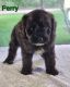 Pomsky Puppies for sale in Newaygo, MI 49337, USA. price: NA