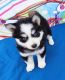 Pomsky Puppies for sale in Punta Gorda, FL 33982, USA. price: NA