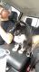 Pomsky Puppies for sale in Council Bluffs, IA, USA. price: $2,000