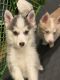 Pomsky Puppies for sale in Hastings, MI 49058, USA. price: $900