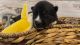 Pomsky Puppies for sale in Atlanta, GA 30316, USA. price: $2,500