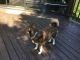 Pomsky Puppies for sale in Louisville, KY, USA. price: $1,000