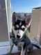Pomsky Puppies for sale in West Hollywood, CA 90038, USA. price: NA