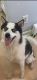 Pomsky Puppies for sale in Troy, NY, USA. price: NA