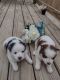 Pomsky Puppies for sale in Fort Wayne, IN, USA. price: $1,500