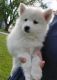 Pomsky Puppies for sale in Kalona, IA 52247, USA. price: NA