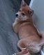 Pomsky Puppies for sale in 9963 Linda Ln, Des Plaines, IL 60016, USA. price: NA
