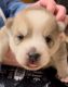 Pomsky Puppies for sale in Wauconda, IL 60084, USA. price: NA