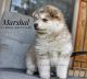 Pomsky Puppies for sale in Amarillo, TX, USA. price: NA