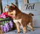 Pomsky Puppies for sale in Amarillo, TX, USA. price: NA