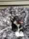 Pomsky Puppies for sale in Mounds View, MN 55112, USA. price: $1,000