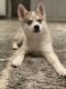 Pomsky Puppies for sale in Brooklyn, NY, USA. price: NA