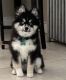 Pomsky Puppies for sale in Paterson, NJ, USA. price: $1,000