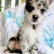 Pomsky Puppies for sale in Tampa, FL, USA. price: $1,500