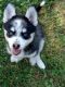Pomsky Puppies for sale in Columbus, OH, USA. price: $675