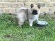 Pomsky Puppies for sale in Stringer, MS 39481, USA. price: $950