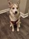 Pomsky Puppies for sale in Baytown, TX, USA. price: NA