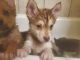 Pomsky Puppies for sale in Veguita, NM 87062, USA. price: $1,500