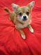 Pomsky Puppies for sale in Mesquite, TX 75149, USA. price: NA