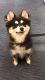Pomsky Puppies for sale in Los Angeles, CA 90020, USA. price: NA