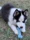 Pomsky Puppies for sale in Grayling, MI 49738, USA. price: NA
