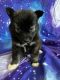 Pomsky Puppies for sale in Woodbridge, VA 22191, USA. price: $900