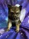 Pomsky Puppies for sale in Woodbridge, VA 22191, USA. price: $1,800