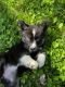 Pomsky Puppies for sale in Woodbridge, VA 22191, USA. price: $2,300