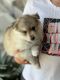 Pomsky Puppies for sale in Logan, UT, USA. price: $2,000