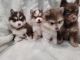 Pomsky Puppies for sale in Traverse City, MI, USA. price: $2,500