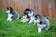 Pomsky Puppies for sale in Boston, MA, USA. price: $450