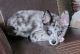 Pomsky Puppies for sale in Tampa, FL, USA. price: $1,400