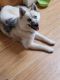 Pomsky Puppies for sale in Pleasant Grove, UT, USA. price: $2,400