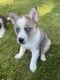 Pomsky Puppies for sale in Cedarburg, WI, USA. price: $4,000